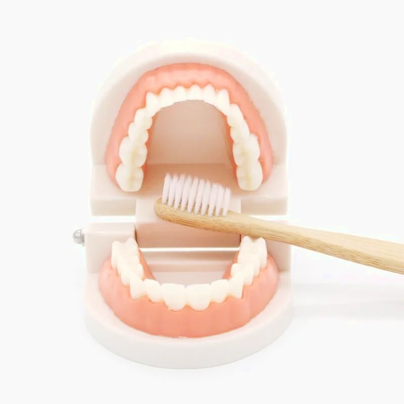 Jouet d'Apprentissage Pour Se Brosser Les Dents Montessori