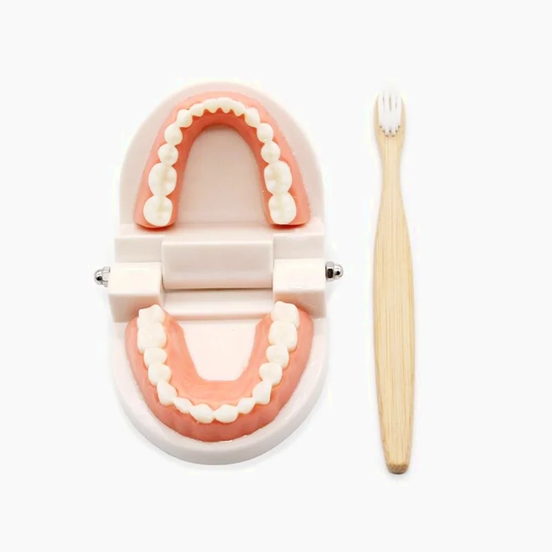 Jouet d'Apprentissage Pour Se Brosser Les Dents Montessori