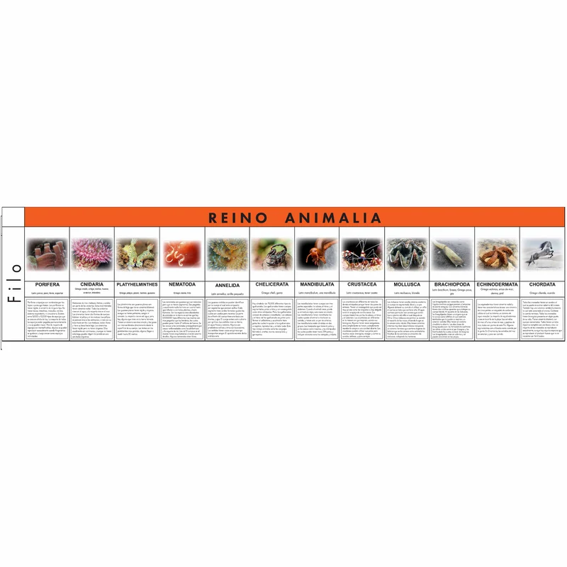 Royaume animal (en espagnol) - Nienhuis AMI