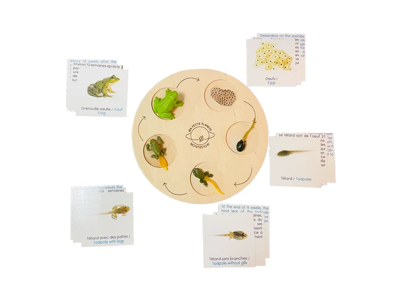 Coffret figurines le cycle de vie de la grenouille