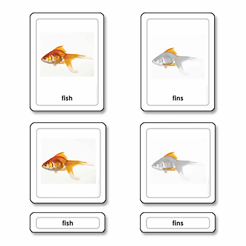 Parties d'un poisson -osteicthyes (en anglais) - Nienhuis AMI