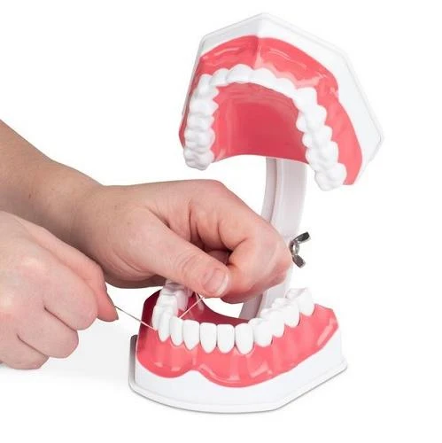 Econo Dental Teeth Model - Modèle de dents dentaires