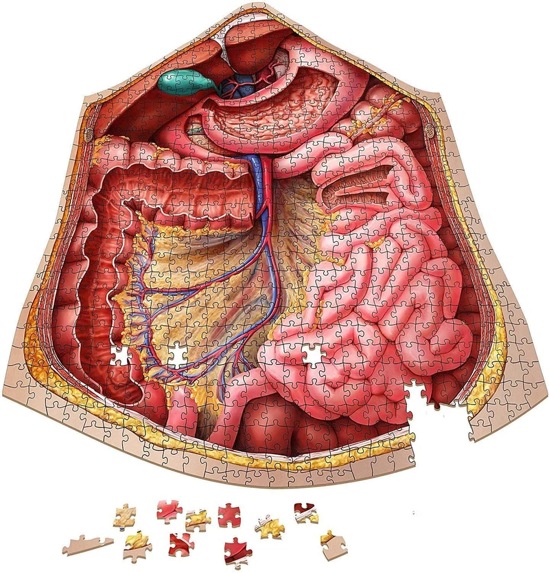 Dr. Livingston's Anatomy Jigsaw Puzzle The Human Abdomen / Casse-tête d'anatomie : L'abdomen humain