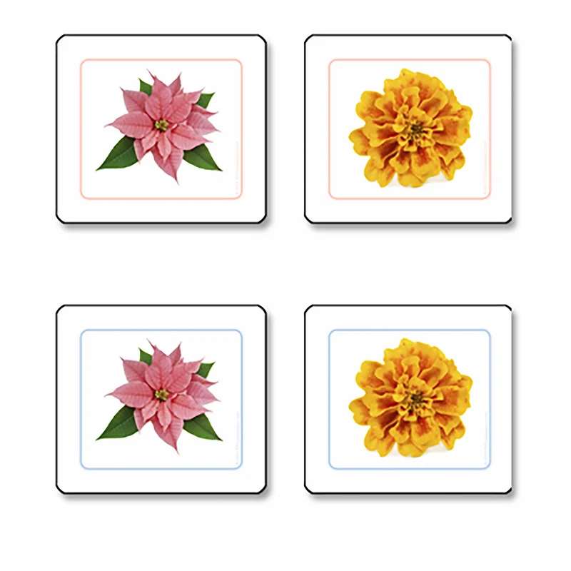 Cartes d'appariement des fleurs (en anglais) - Nienhuis AMI