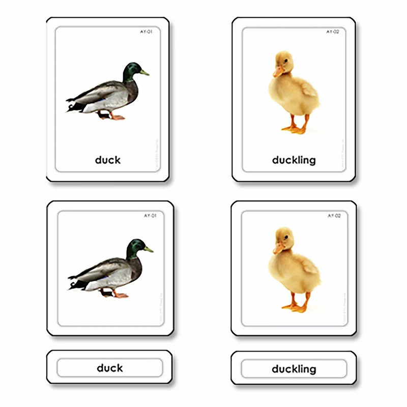 Cartes à 3 volets des jeunes animaux (en anglais)- Nienhuis AMI
