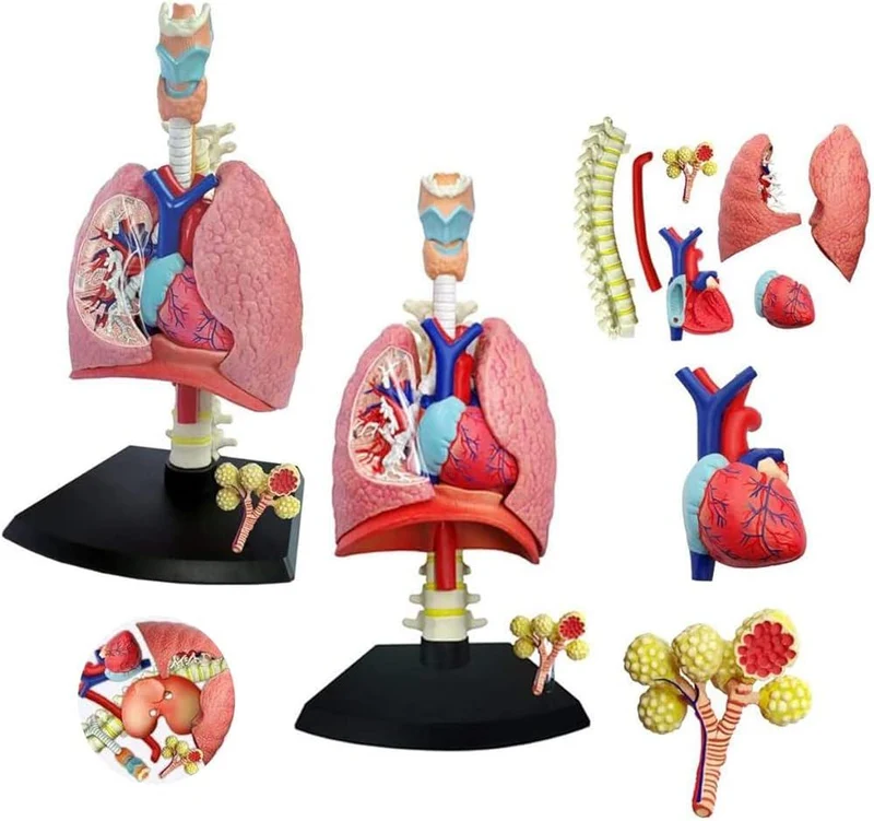 4D Human Anatomy Model Respiratory System - Modèle d'anatomie humaine du système respiratoire