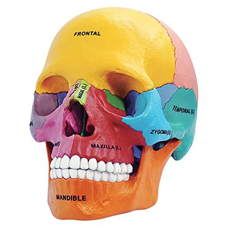 4D Didactic Exploded Skull Anatomy Model / Didactic Exploded Skull Anatomy Model