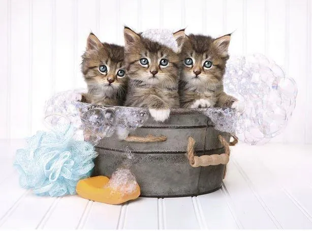 Clementoni Puzzle Kitten and Soap - Chat et savon (500 pcs)