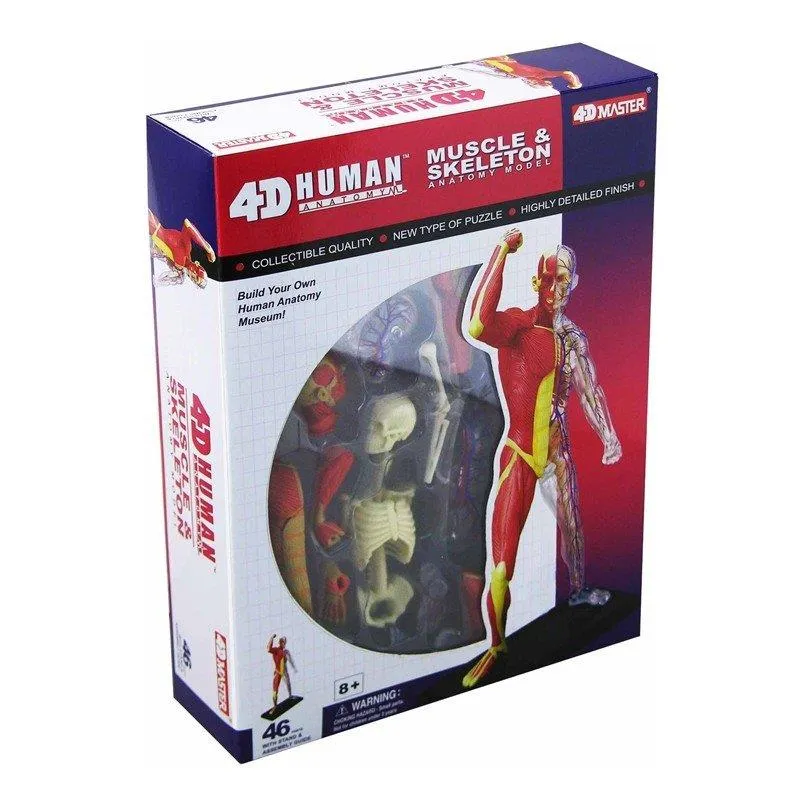 4D Human Anatomy Model Muscle & Skeleton - Modèle d'anatomie humaine muscles et squelette