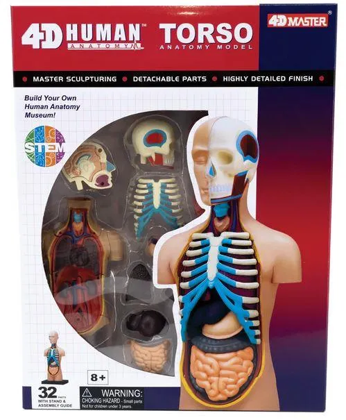 4D Human Anatomy Model Torso/Body / Modèle anatomique humain Torse/Corps