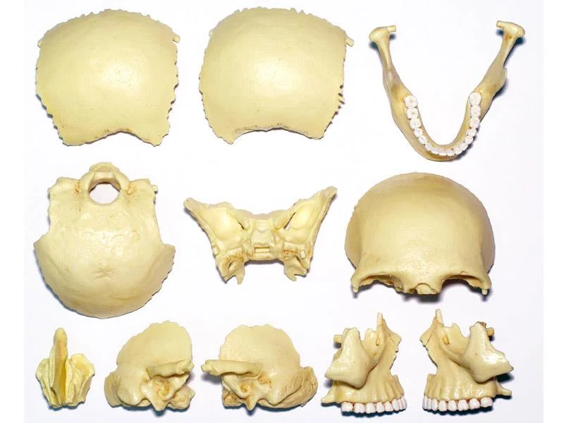 4D Human Anatomy Model Skull - Modèle d'anatomie humaine du crâne