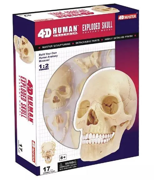 4D Human Anatomy Model Skull - Modèle d'anatomie humaine du crâne