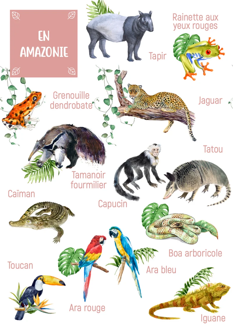 Posters des animaux d'Amazonie