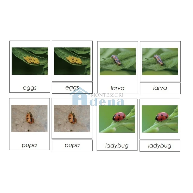 Adena Montessori Materials Sorting Cards-Ladybug Life Cycle EN