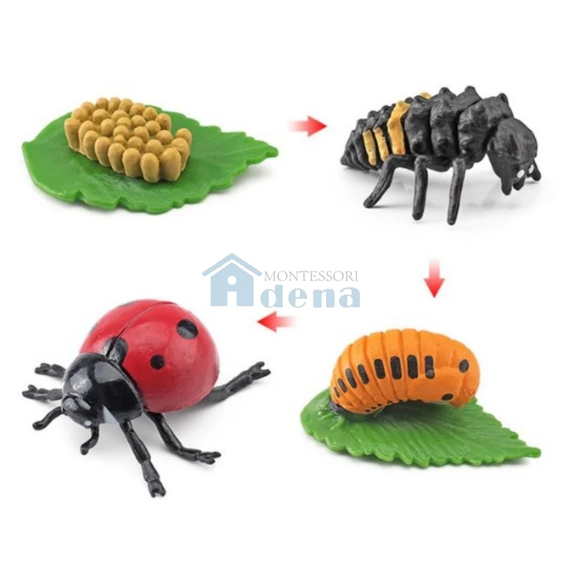 Adena Montessori Life Cycle Objects- Ladybug Educational Materials