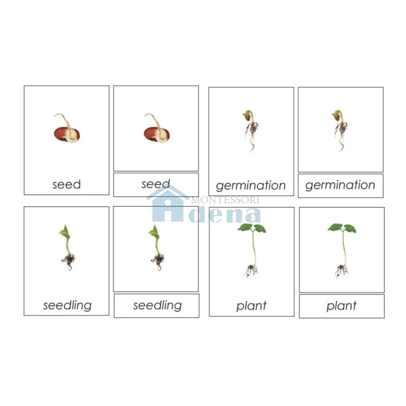 Adena Montessori Sorting Cards-Seed Life Cycle EN