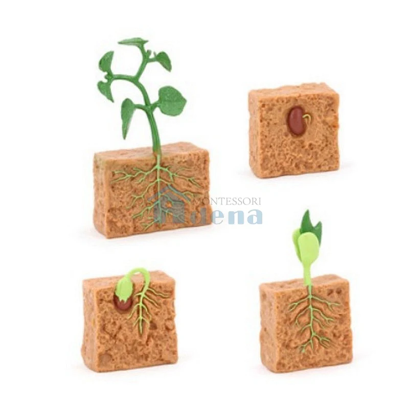 Adena Montessori Life Cycle Objects - Seed Educational Materials