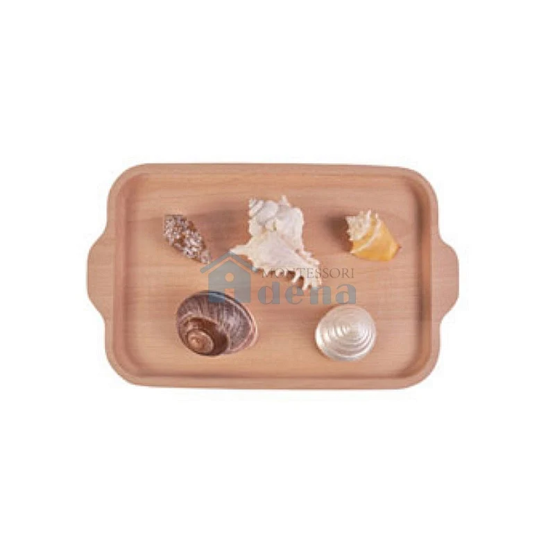 Nomenclature Objects -Shells with wooden tray