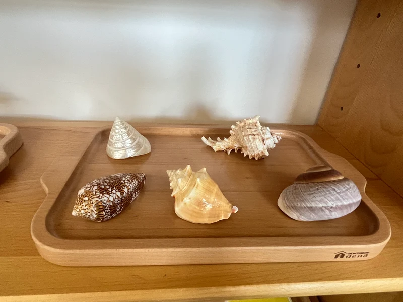 Nomenclature Objects -Shells with wooden tray