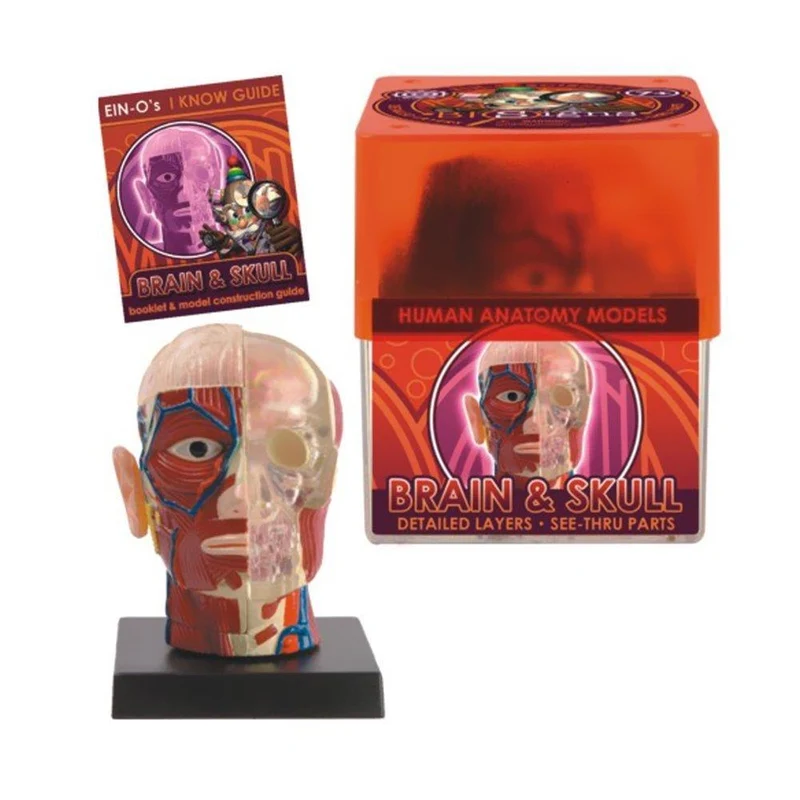 Bio Signs Brain and Skull Anatomy Model / Modèle d'anatomie du cerveau et du crâne