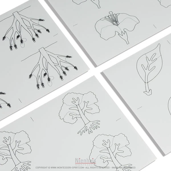 Modèles de dessin de botanique