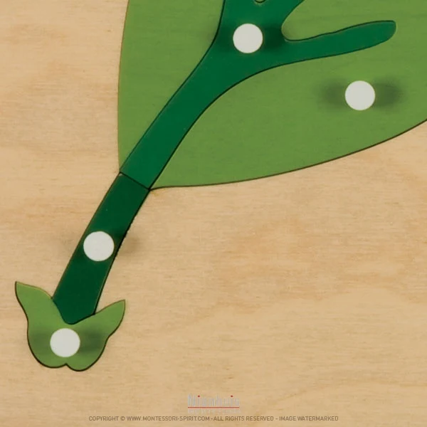 Puzzle de botanique : feuille