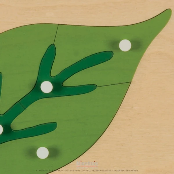 Puzzle de botanique : feuille
