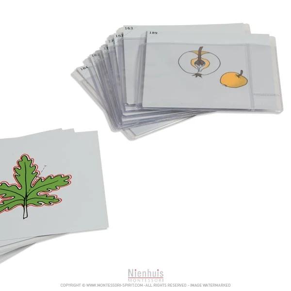 Troisième jeu de cartes de botanique en anglais