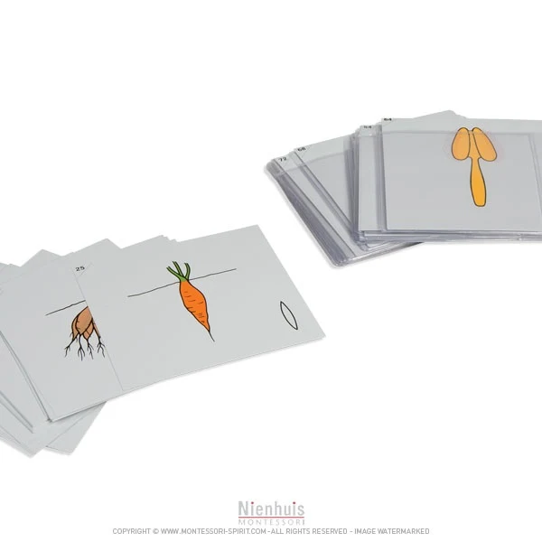 Deuxième jeu de cartes de botanique en anglais