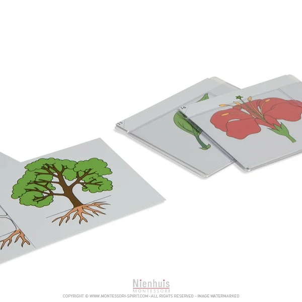 Premier jeu de cartes de botanique en anglais