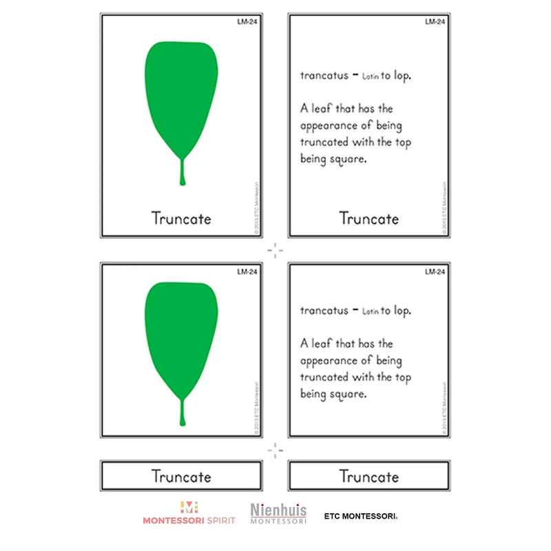 Leaf Morphology Nomenclature