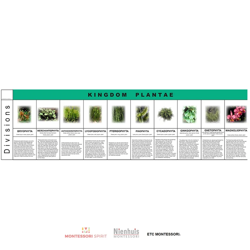 Plant Kingdom Charts