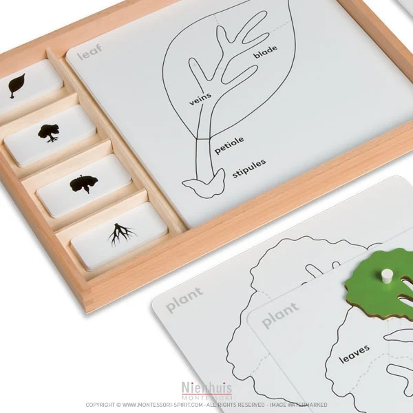 Exercices autour des puzzles de botanique en anglais