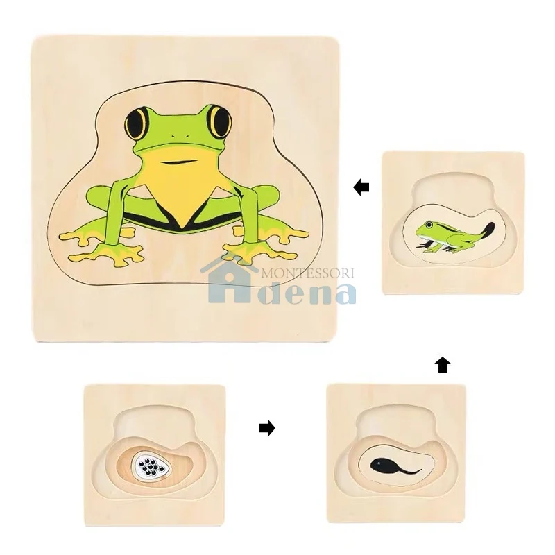 Adena Montessori Children Wood Toys Life Cycle of Frog Puzzle