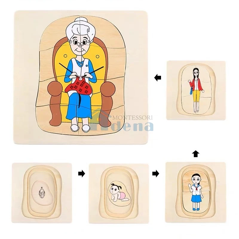 Adena Montessori Life Cycle of Woman Puzzle Montessori Toys for Kindergarten