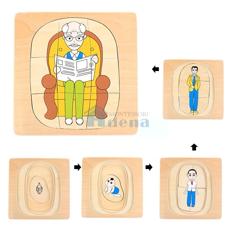 Adena Montessori Educational Materials Life Cycle of Man Puzzle Wooden Toys