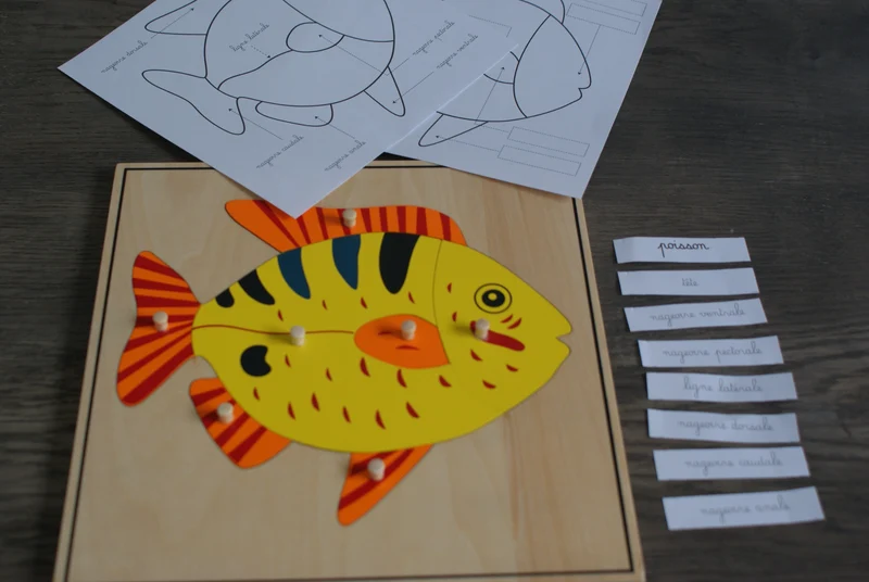 Puzzle du Poisson Montessori - Zoologie