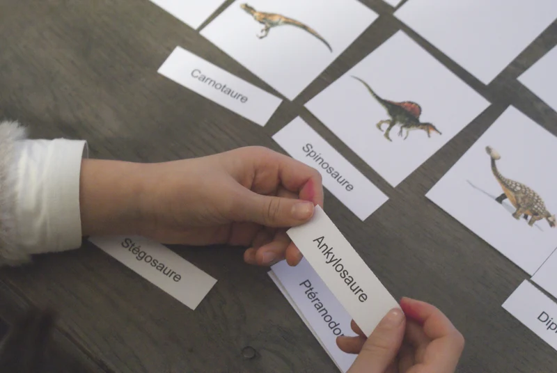 Les dinosaures Montessori