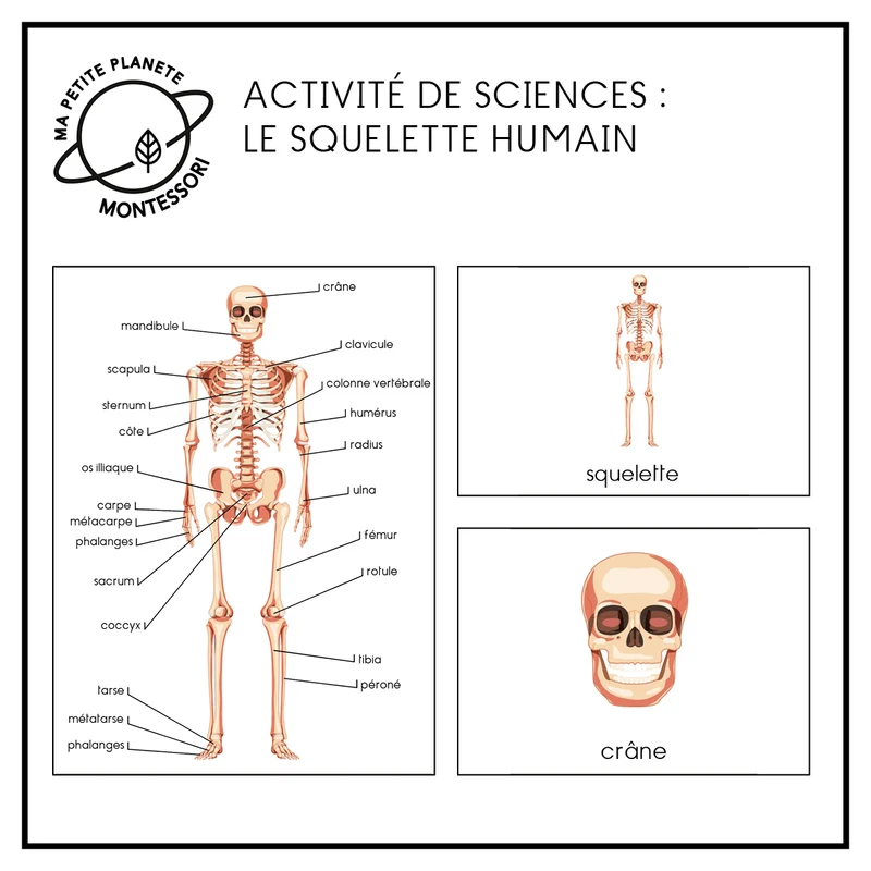 Nomenclature scientifique Montessori - Le squelette humain