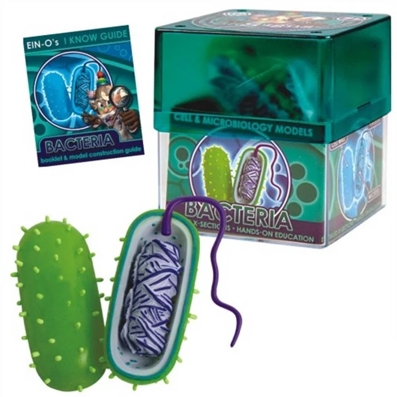 Bio Signs Bacteria Model / Modèle bactérien