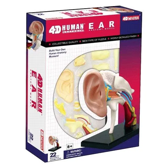 4D Human Anatomy Ear Model / Modèle d'oreille d'anatomie humaine