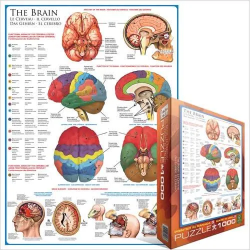 Eurographics Puzzle The Brain / Casse-tête Le Cerveau (1000pcs)