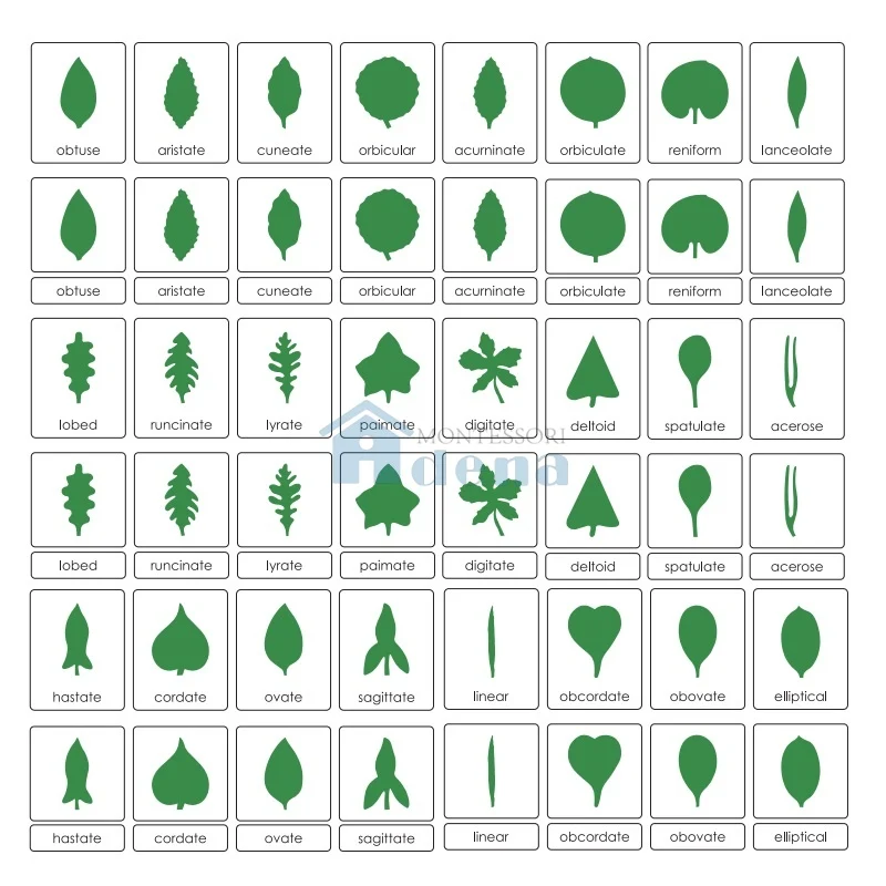 Botany Cabinet: Nomenclature Cards