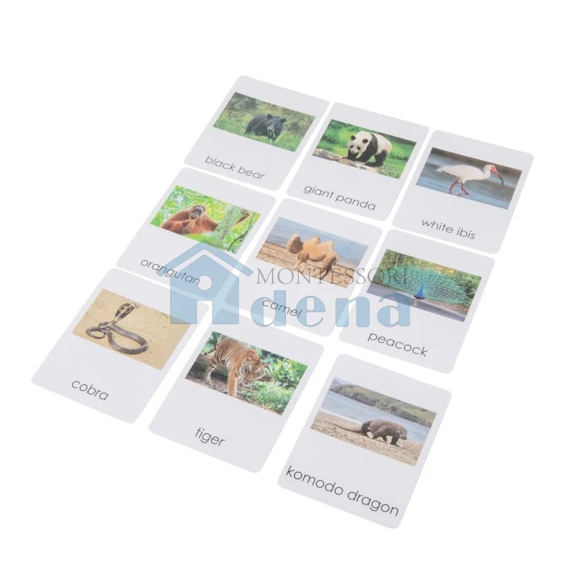 Adena Montessori Materials Asian Wildlife Sorting Cards EN with Album