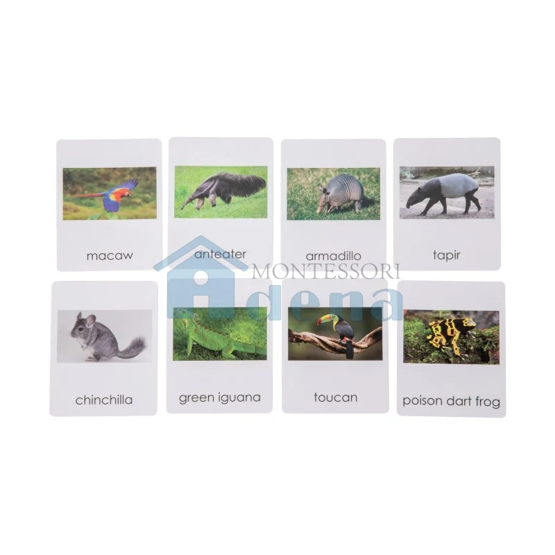 Adena Montessori Educational Materials South American Wildlife Sorting Cards EN with album