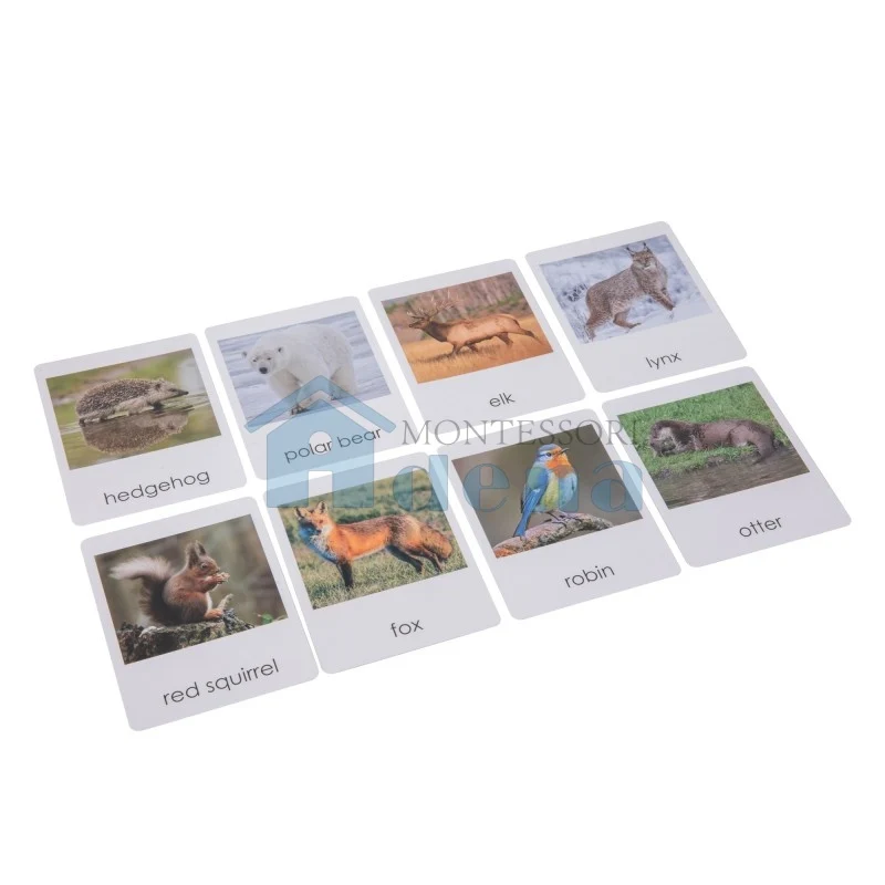 Adena Montessori Educational Materials European Wildlife Sorting Cards EN with album