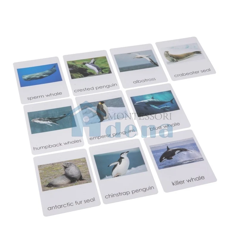 Adena Montessori Materials Sorting Cards for Animals from Antarctica