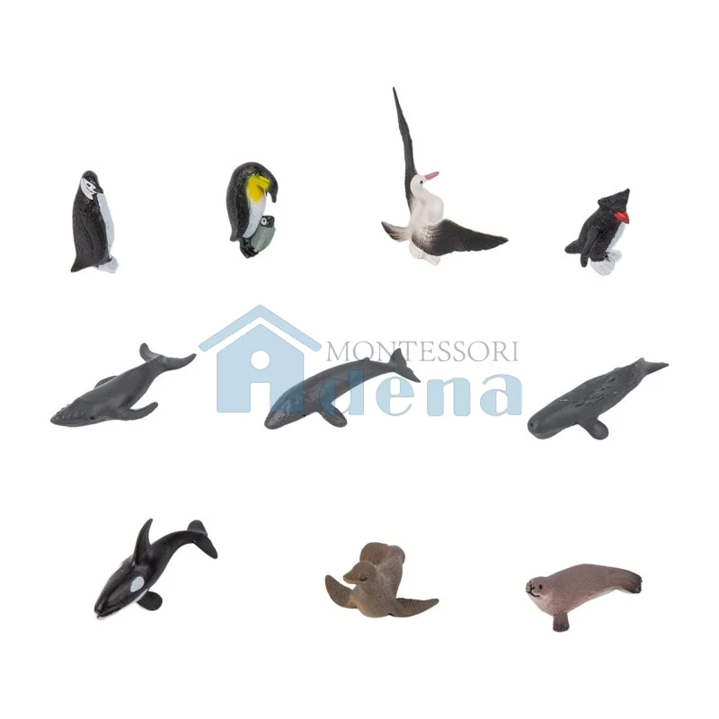 Adena Montessori Materials Animal from Antarctica Objects