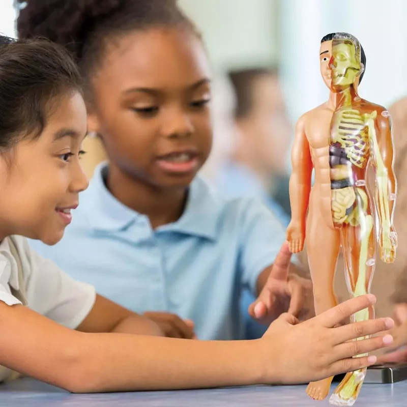 Maquette Anatomique du Corps Humain pour Enfants – Organes à Assembler, Apprentissage Montessori