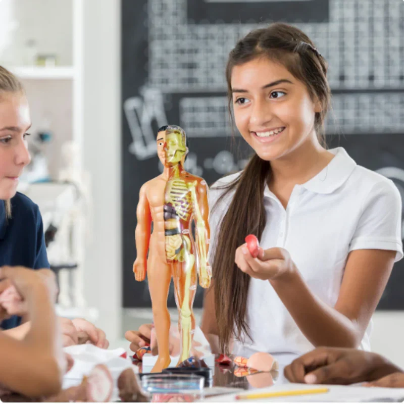 Maquette Anatomique du Corps Humain pour Enfants – Organes à Assembler, Apprentissage Montessori